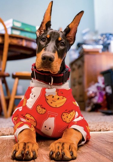 17 Adorable Dogs in Their Sweetest Pajamas