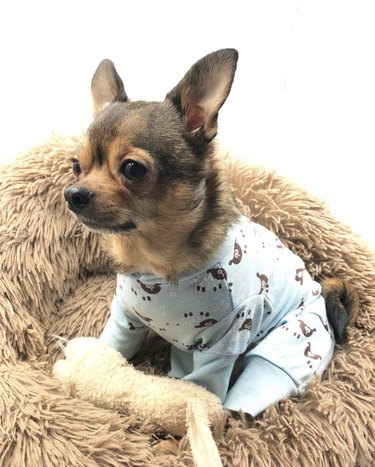 17 Adorable Dogs in Their Sweetest Pajamas