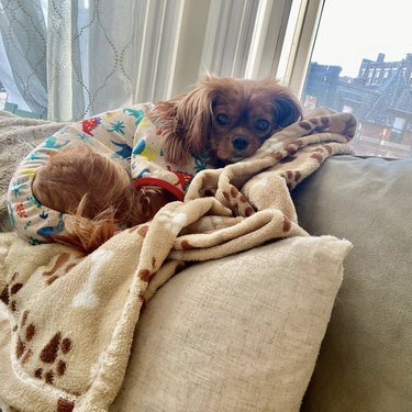 17 Adorable Dogs in Their Sweetest Pajamas