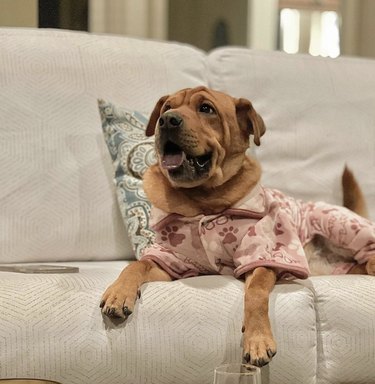 17 Adorable Dogs in Their Sweetest Pajamas