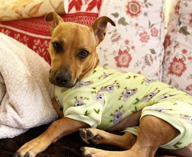 17 Adorable Dogs in Their Sweetest Pajamas