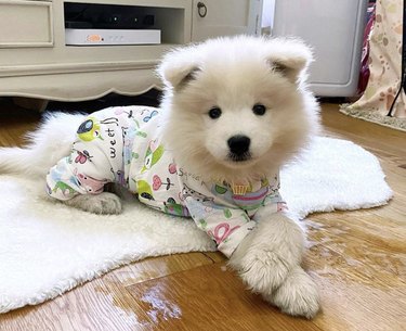 17 Adorable Dogs in Their Sweetest Pajamas