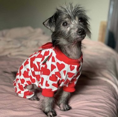17 Adorable Dogs in Their Sweetest Pajamas