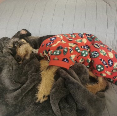 17 Adorable Dogs in Their Sweetest Pajamas