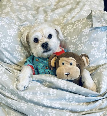 17 Adorable Dogs in Their Sweetest Pajamas