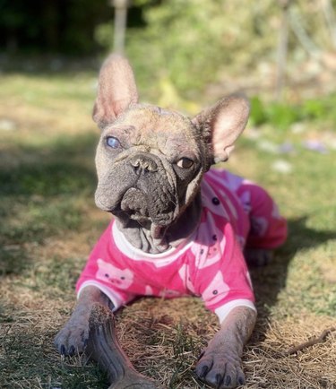 17 Adorable Dogs in Their Sweetest Pajamas