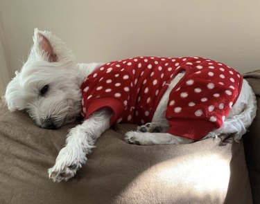 17 Adorable Dogs in Their Sweetest Pajamas