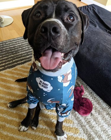 17 Adorable Dogs in Their Sweetest Pajamas