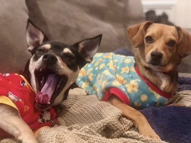 17 Adorable Dogs in Their Sweetest Pajamas