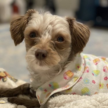 17 Adorable Dogs in Their Sweetest Pajamas