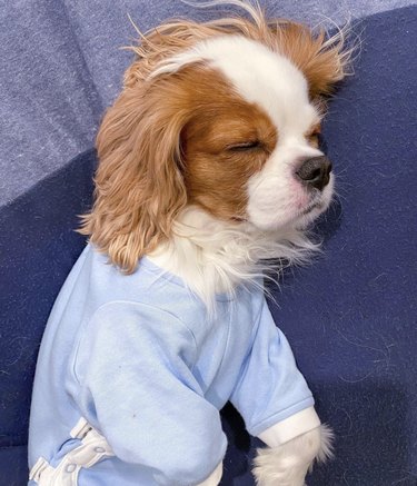 17 Adorable Dogs in Their Sweetest Pajamas