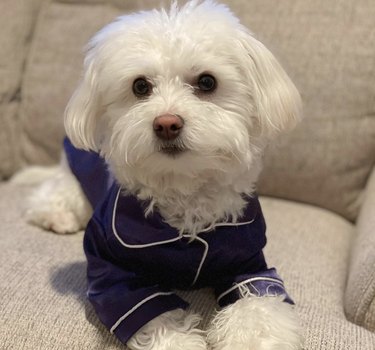 17 Adorable Dogs in Their Sweetest Pajamas