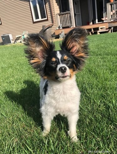 Top Highlights from the Big Ear Dog Challenge