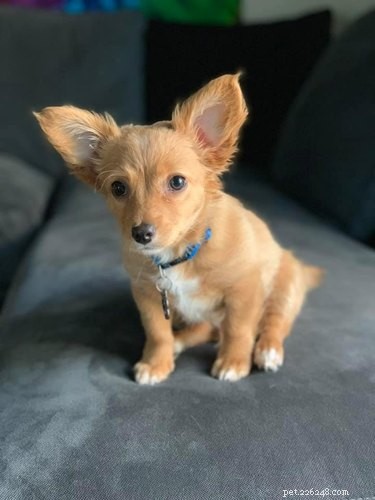 Top Highlights from the Big Ear Dog Challenge