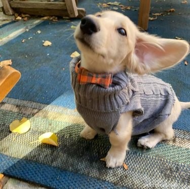 Top Highlights from the Big Ear Dog Challenge