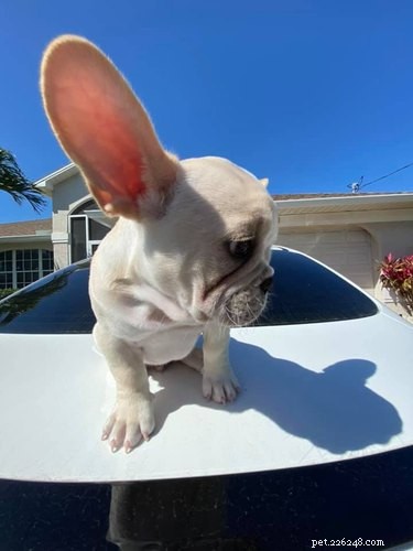 Top Highlights from the Big Ear Dog Challenge
