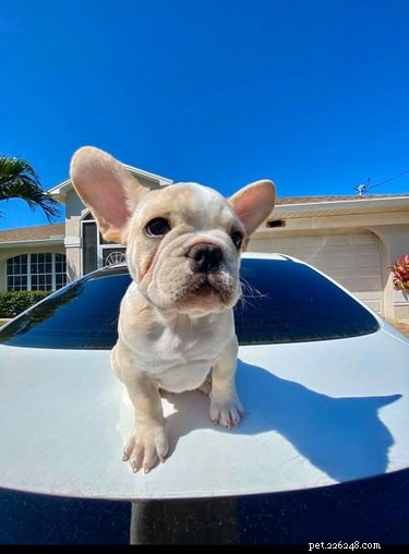 Top Highlights from the Big Ear Dog Challenge