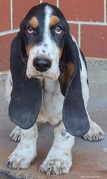 Top Highlights from the Big Ear Dog Challenge