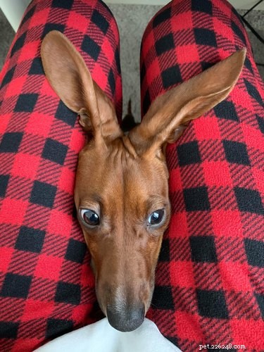 Top Highlights from the Big Ear Dog Challenge