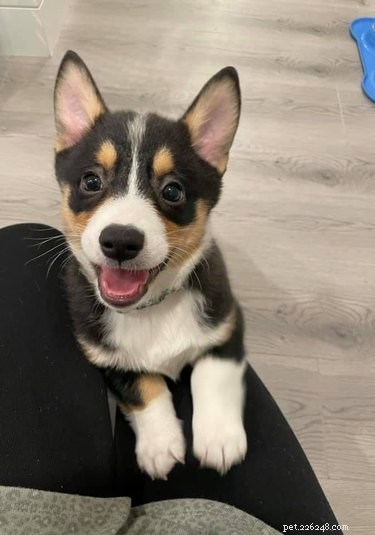 Top Highlights from the Big Ear Dog Challenge