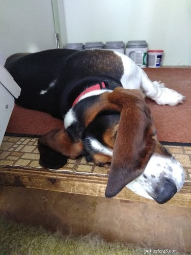 Top Highlights from the Big Ear Dog Challenge