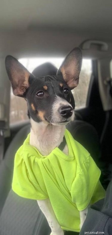 Top Highlights from the Big Ear Dog Challenge