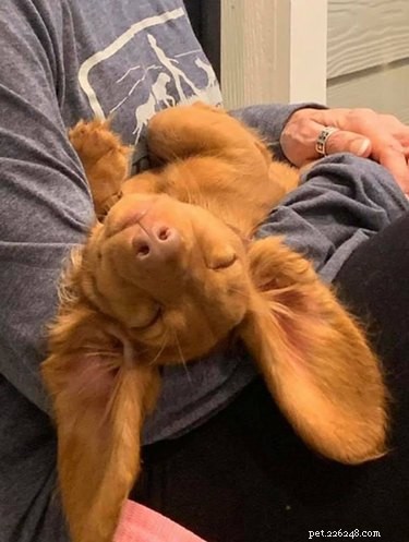 Top Highlights from the Big Ear Dog Challenge