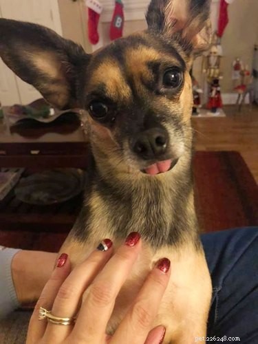 Top Highlights from the Big Ear Dog Challenge