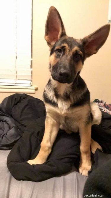 Top Highlights from the Big Ear Dog Challenge