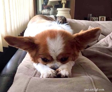 Top Highlights from the Big Ear Dog Challenge