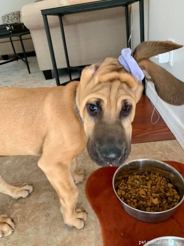 Top Highlights from the Big Ear Dog Challenge