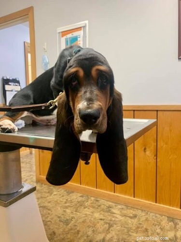 Top Highlights from the Big Ear Dog Challenge