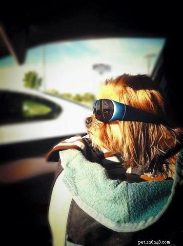 15 Delightful Dogs Who Love Riding Shotgun