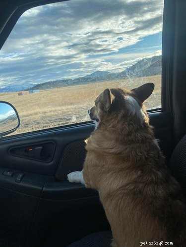 15 Delightful Dogs Who Love Riding Shotgun