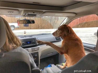 15 Delightful Dogs Who Love Riding Shotgun