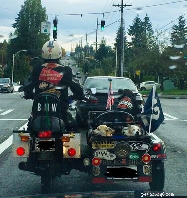 15 Delightful Dogs Who Love Riding Shotgun