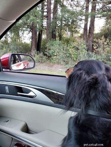 15 Delightful Dogs Who Love Riding Shotgun