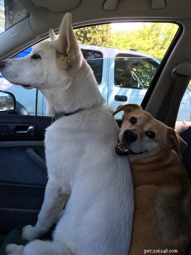 15 Delightful Dogs Who Love Riding Shotgun