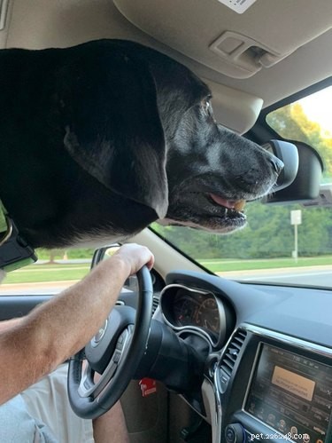 15 Delightful Dogs Who Love Riding Shotgun