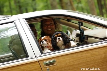 15 Delightful Dogs Who Love Riding Shotgun