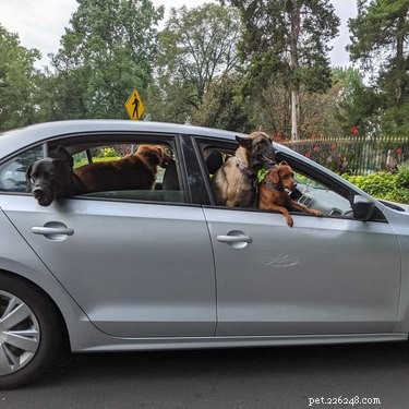 15 Delightful Dogs Who Love Riding Shotgun