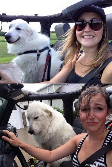 15 Delightful Dogs Who Love Riding Shotgun