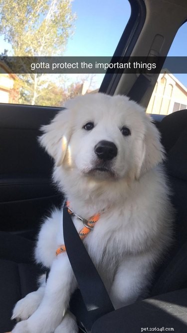 15 Delightful Dogs Who Love Riding Shotgun