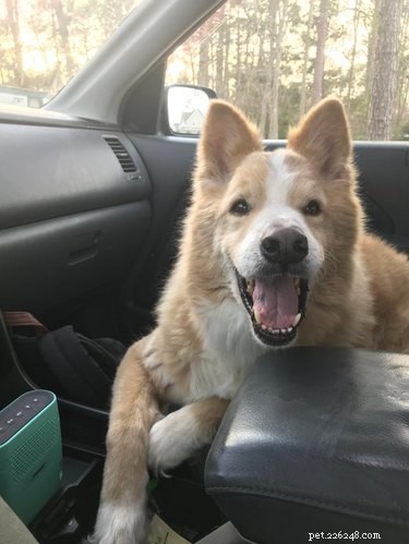 15 Delightful Dogs Who Love Riding Shotgun
