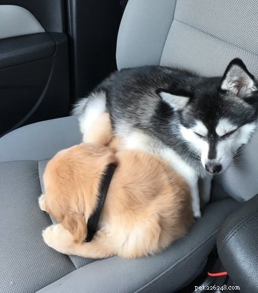 15 Delightful Dogs Who Love Riding Shotgun