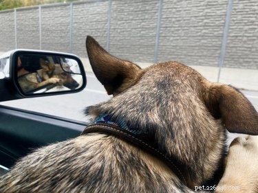 15 Delightful Dogs Who Love Riding Shotgun