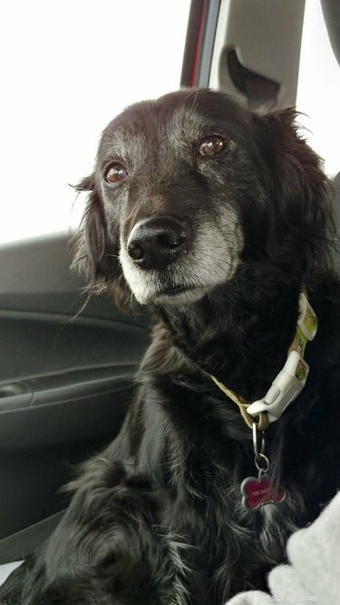 15 Delightful Dogs Who Love Riding Shotgun