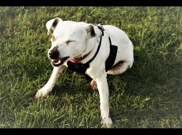 15 Dogs Bravely Battle Seasonal Allergies (Adorable Sneezing Moments)