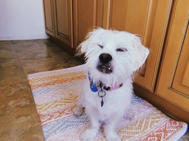 15 Dogs Bravely Battle Seasonal Allergies (Adorable Sneezing Moments)