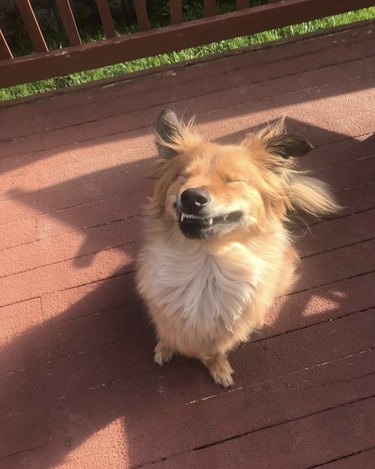 15 Dogs Bravely Battle Seasonal Allergies (Adorable Sneezing Moments)
